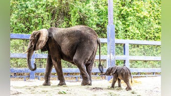Baby elephant, 218 pounds, is born at Walt Disney World: 'Adorable'