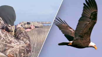 'Killing Spree’: Two men charged with slaying bald eagles, selling body parts for profit