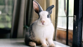 Biden and his team killed my plan to end animal tests and save bunnies