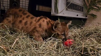 Mountain lion cub plays with chew toy in adorable video