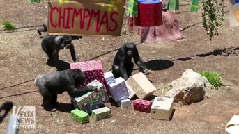 WATCH: Chimps 'go bananas' for gifts