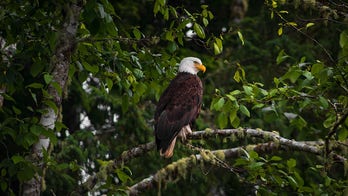 Movement to give 'nature' same rights as humans gains steam in US