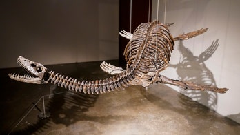 Sotheby's to auction off skeletons of airborne, aquatic dinosaurs