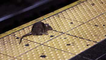 NYC mayor blames, in part, rat infestation on why people are leaving the Big Apple